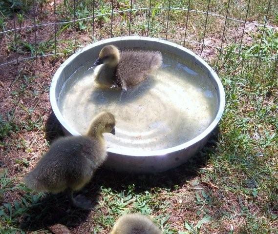 62797_newgeese__7-13-20110082.jpg