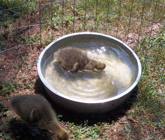 62797_newgeese__7-13-20110091.jpg