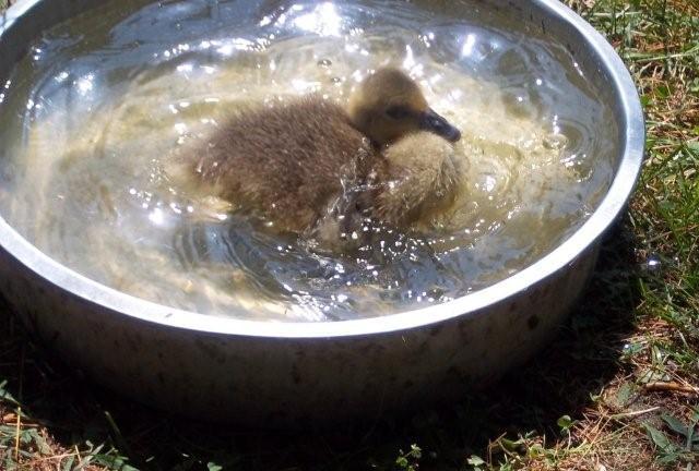 62797_newgeese__7-13-20110131.jpg