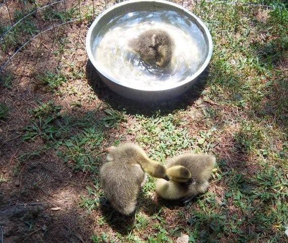 62797_newgeese__7-13-2011015.jpg