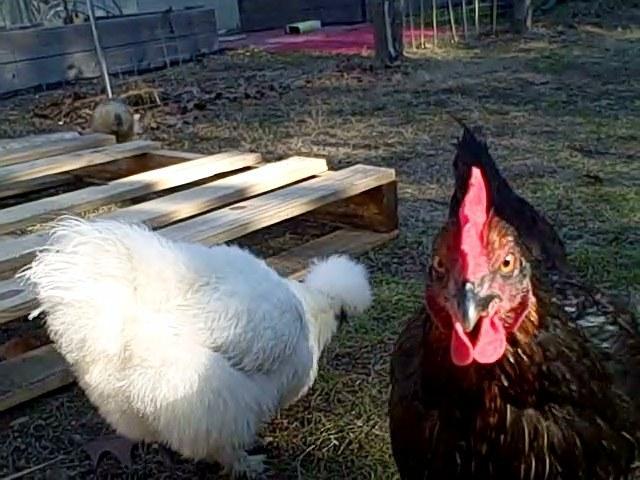 62810_pullets_or_roo_0_00_17-20.jpg