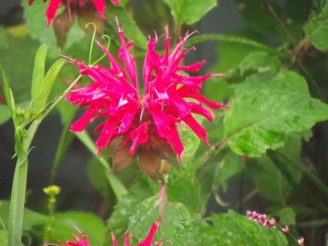 62815_flower_pics_002.jpg