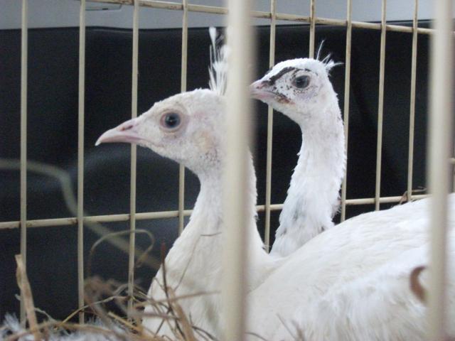 62815_peahens_new_white_and_silver_pied_002.jpg