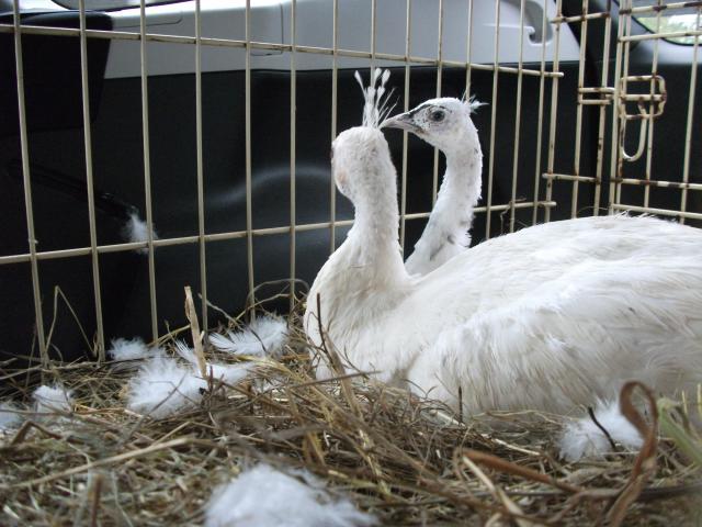 62815_peahens_new_white_and_silver_pied_004.jpg