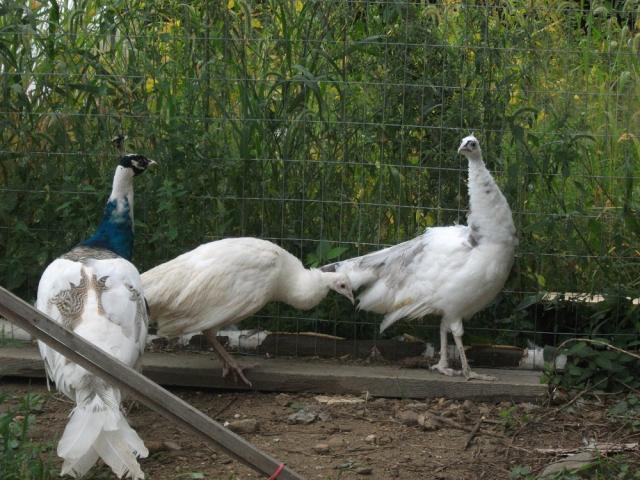 62815_peahens_new_white_and_silver_pied_020.jpg