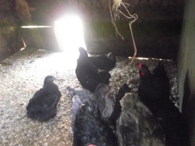62815_sex_turkeys_001.jpg
