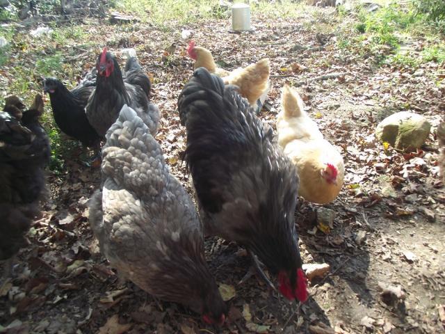 62815_sex_turkeys_004.jpg