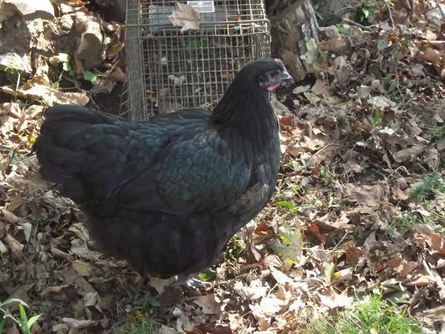 62815_sex_turkeys_009.jpg