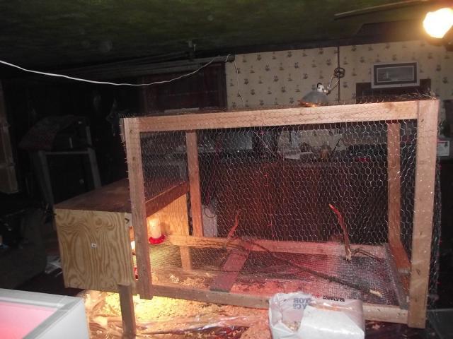 62815_turkey_coop_035.jpg