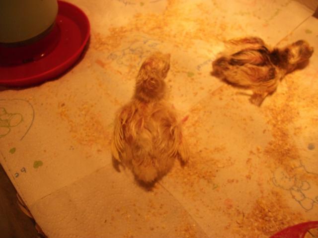 62815_white_peachick_007.jpg