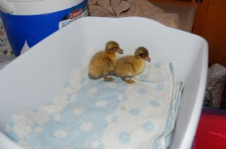 62892_peanut_and_cookie_1.jpg