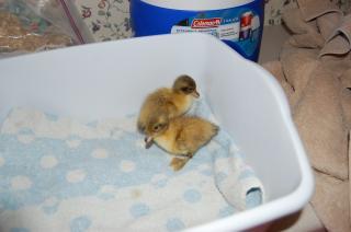 62892_peanut_and_cookie_2.jpg