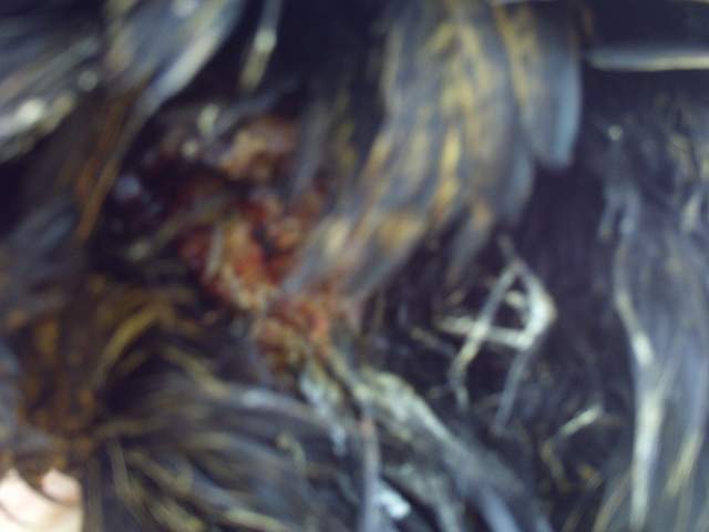 6295_pict0001.jpg