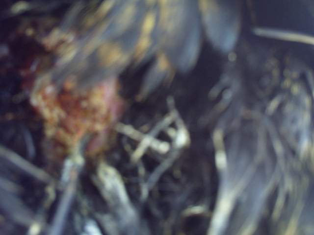 6295_pict0002.jpg