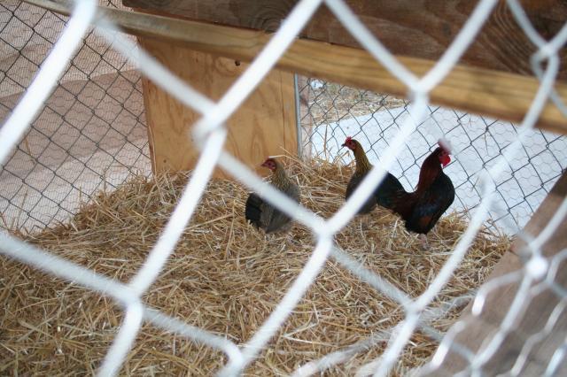 62960_chooks_007.jpg