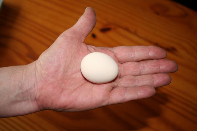 62960_first_egg_002.jpg