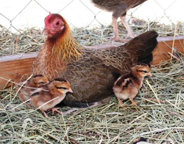 62960_little_chicks_011.jpg