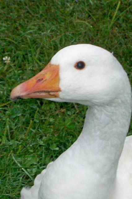 6296_goose4.jpg