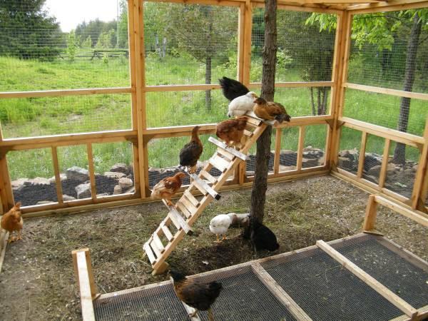 63059_mothercluckers12.jpg