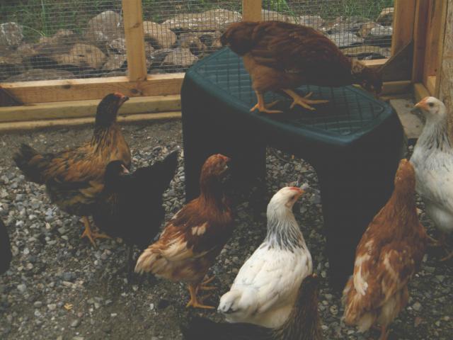 63059_mothercluckers8.jpg