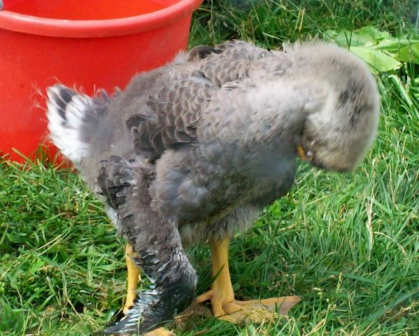 63086_101_4150.jpg