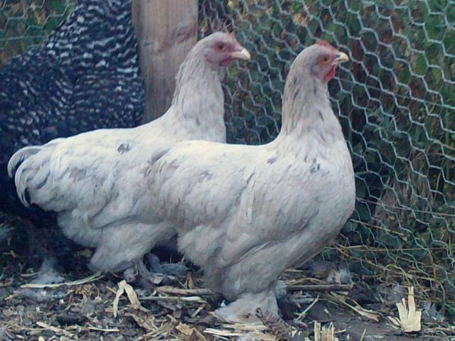 63107_026.jpg