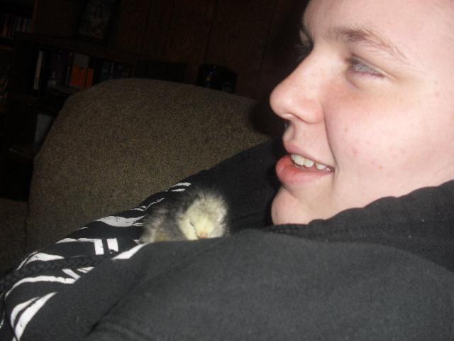 63107_baby_chick.jpg