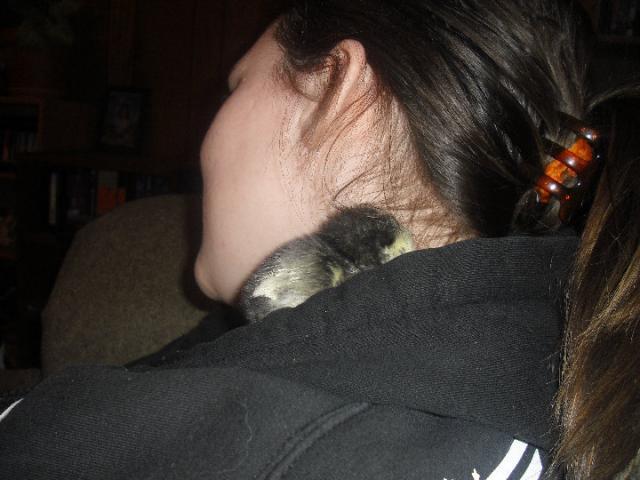 63107_chick_2.jpg