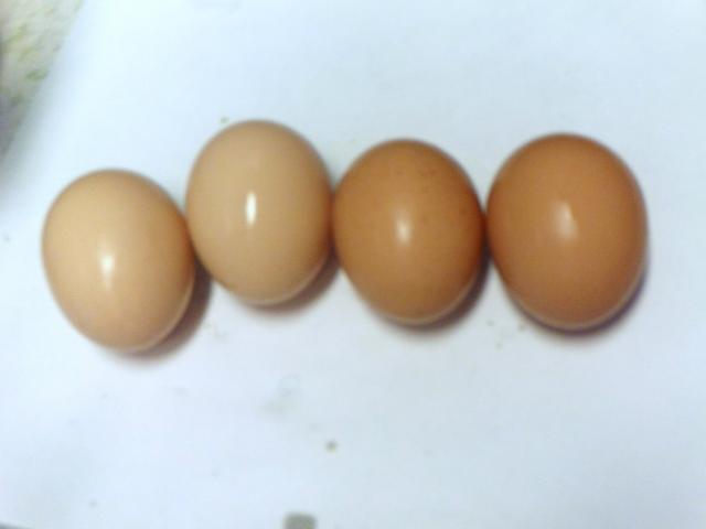 63107_egg_3.jpg