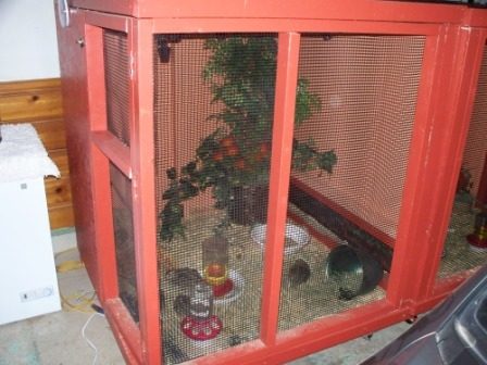 63147_large_quail_cage.jpg