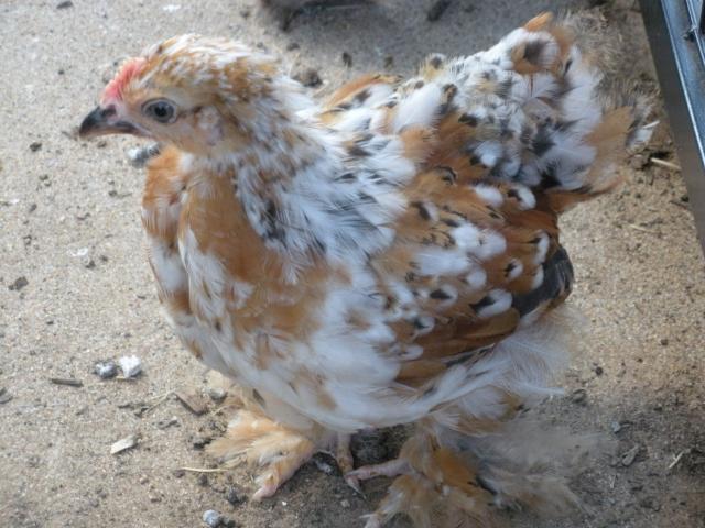 63162_chickens_004.jpg