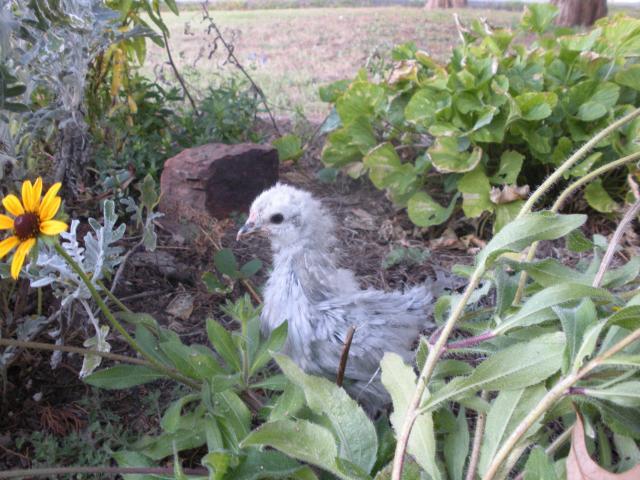 63162_dscn3243.jpg
