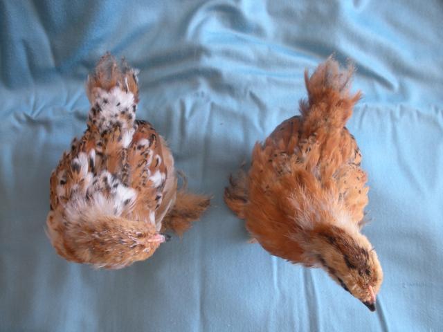 63162_non_partridge_chicks_1_002.jpg