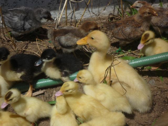 63171_p1030001.jpg