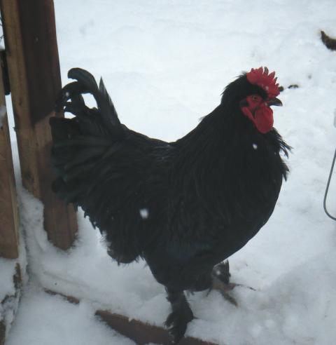 63199_chickens_007.jpg