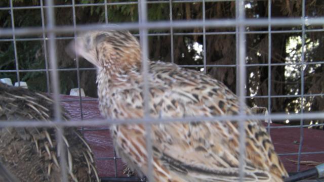 63214_bub_044.jpg