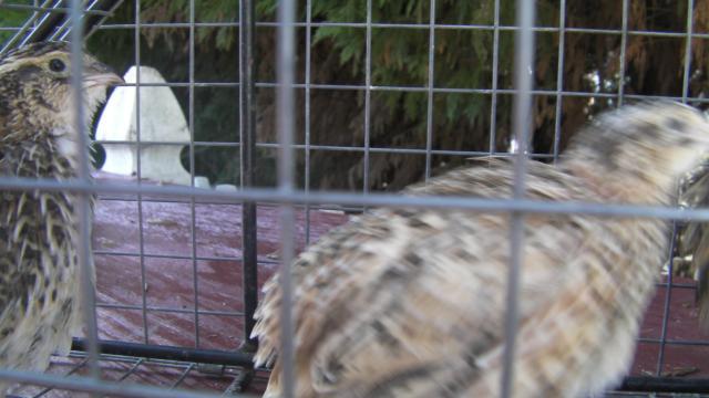 63214_bub_045.jpg