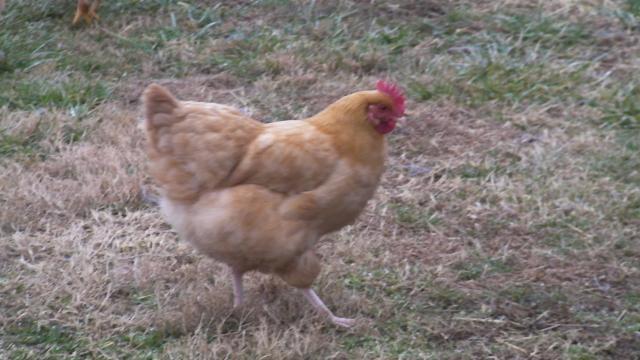 63214_chickens_080.jpg