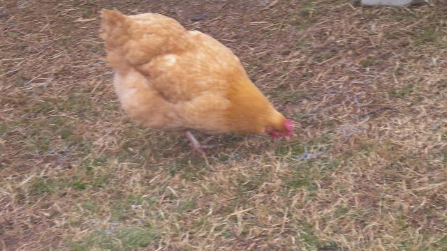63214_chickens_131.jpg