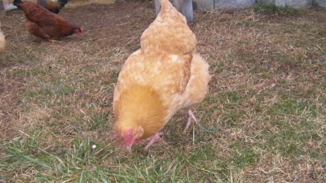 63214_chickens_159.jpg