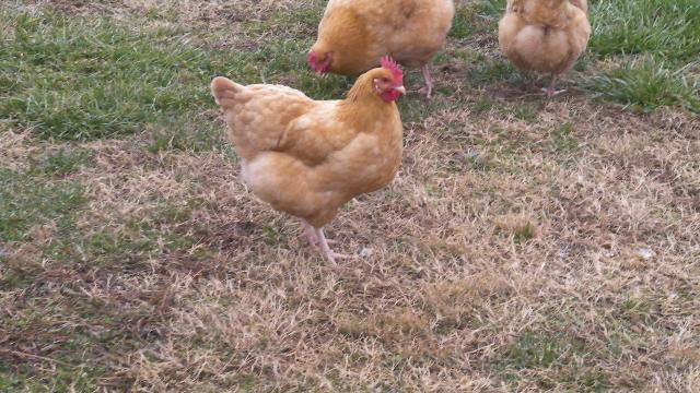 63214_chickens_180.jpg