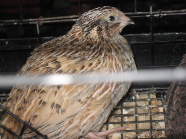 63214_coturnix_quail_014.jpg