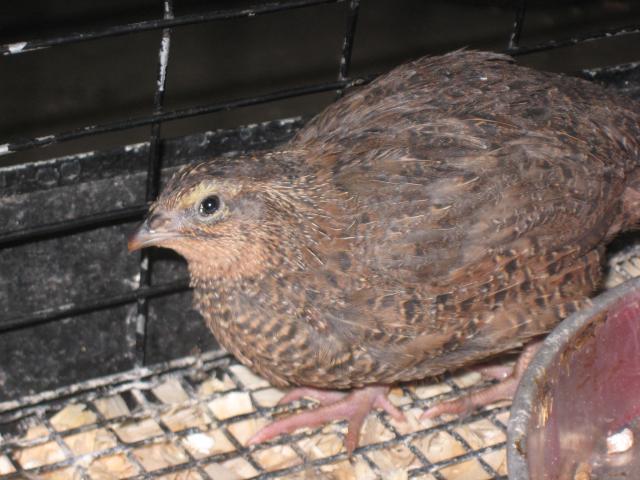 63214_coturnix_quail_017.jpg