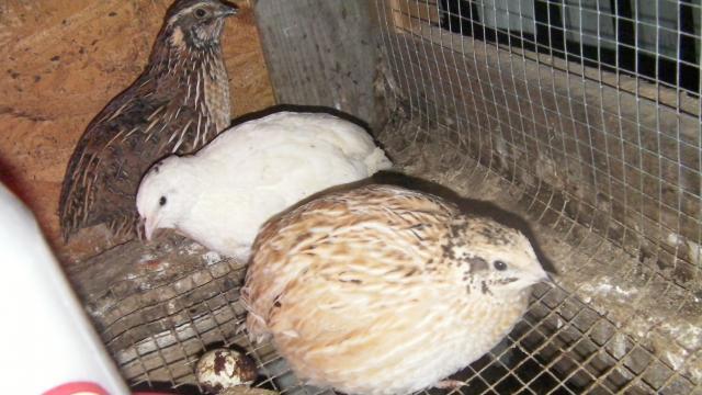 63214_quail2_005.jpg