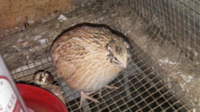 63214_quail2_006.jpg