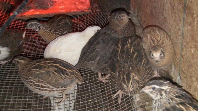 63214_quail2_011.jpg