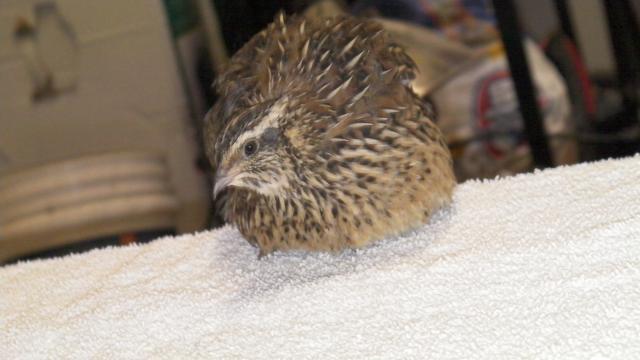 63214_quail_011.jpg