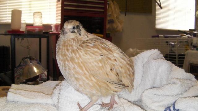 63214_quail_042.jpg