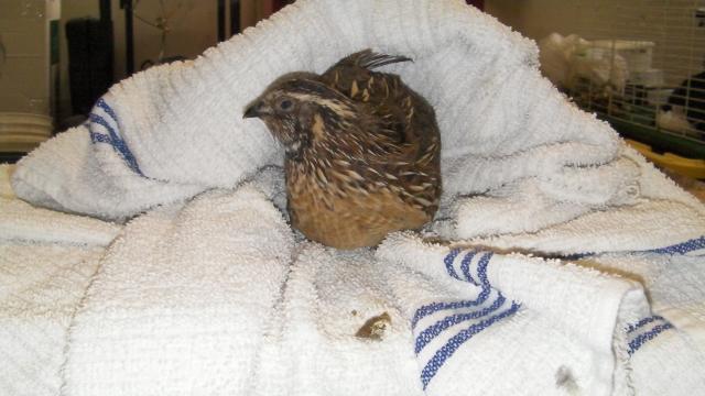 63214_quail_049.jpg