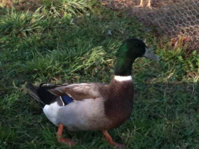 63299_mallard.jpg